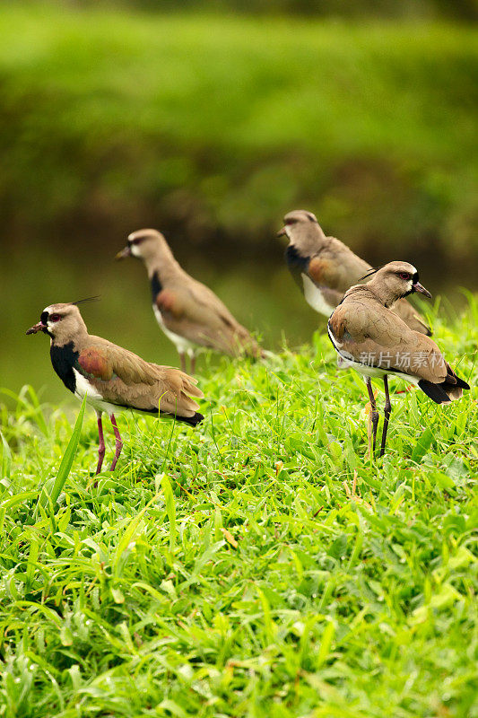 一群南田凫鸟(Vanellus chilensis)在一个郁郁葱葱的绿色田野，哥斯达黎加